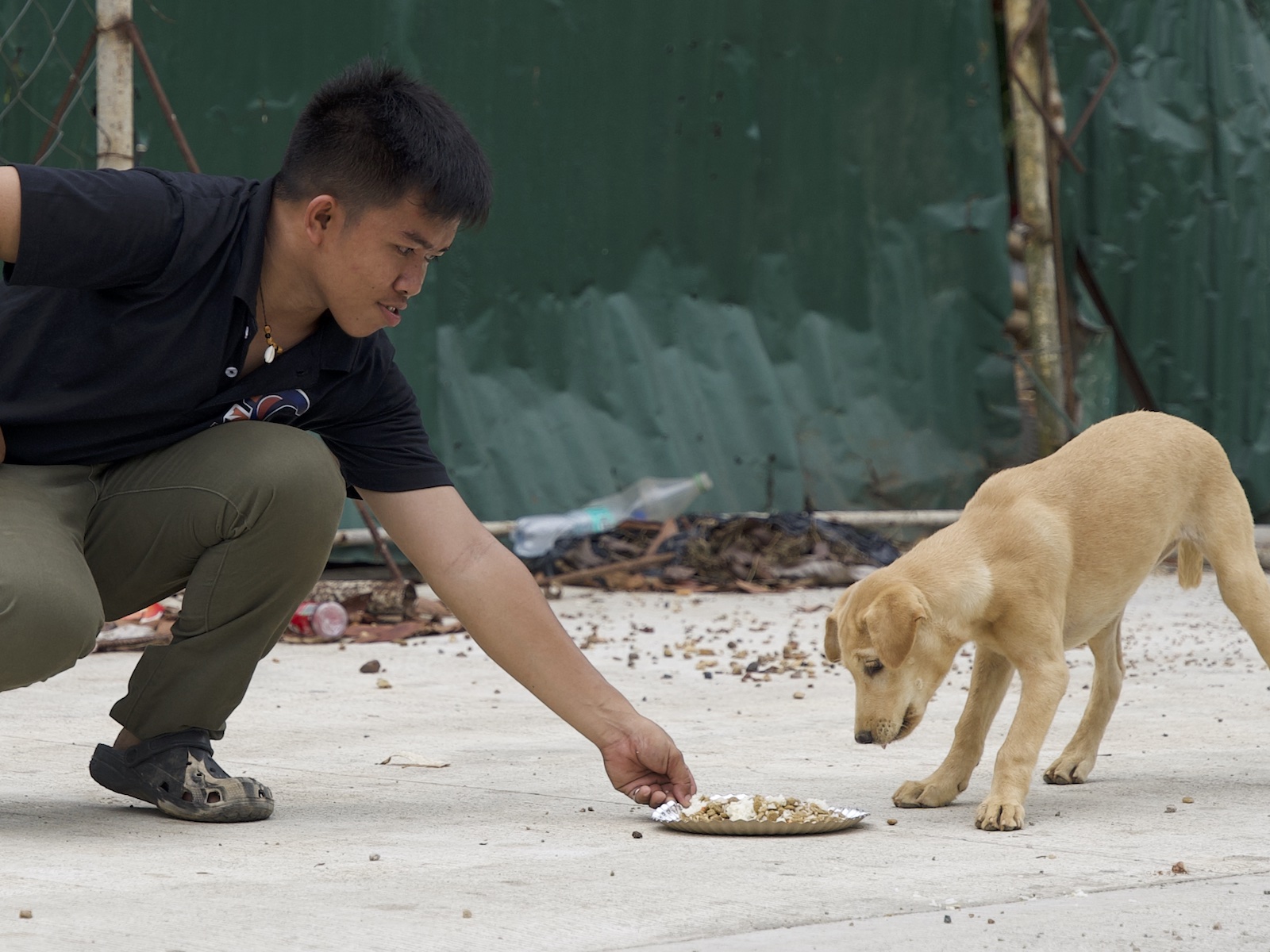 Stray Feeding Program